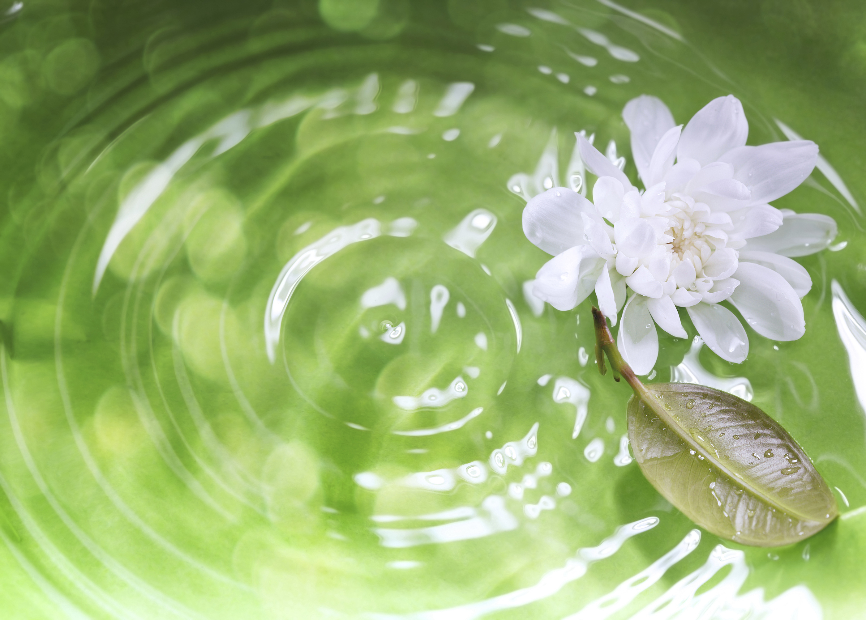 Flowers flow. Картинки на рабочий стол успокаивающие. Фон для рабочего стола успокаивающий. Обои на рабочий стол красивые успокаивающие. Изображения для успокоения.