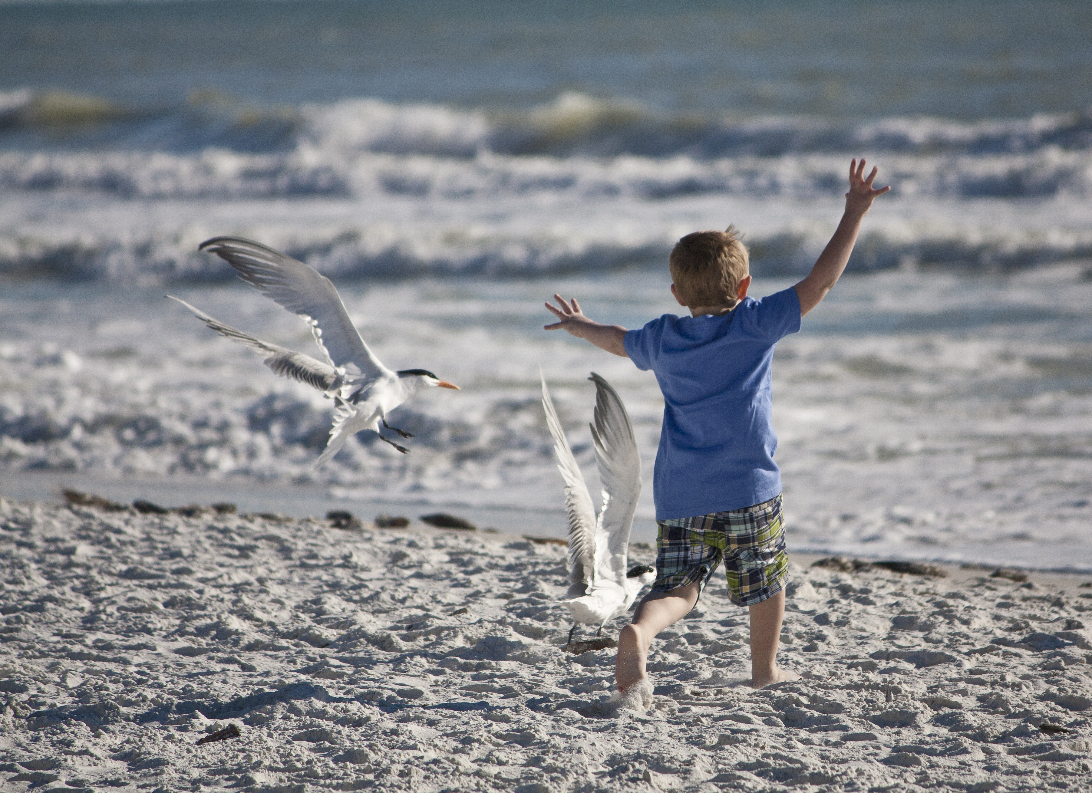 Мальчик и птица сколько. Мальчик и птица. Мальчик птицы горы море. Птица догоняет. Чайка на пляже детская зона.