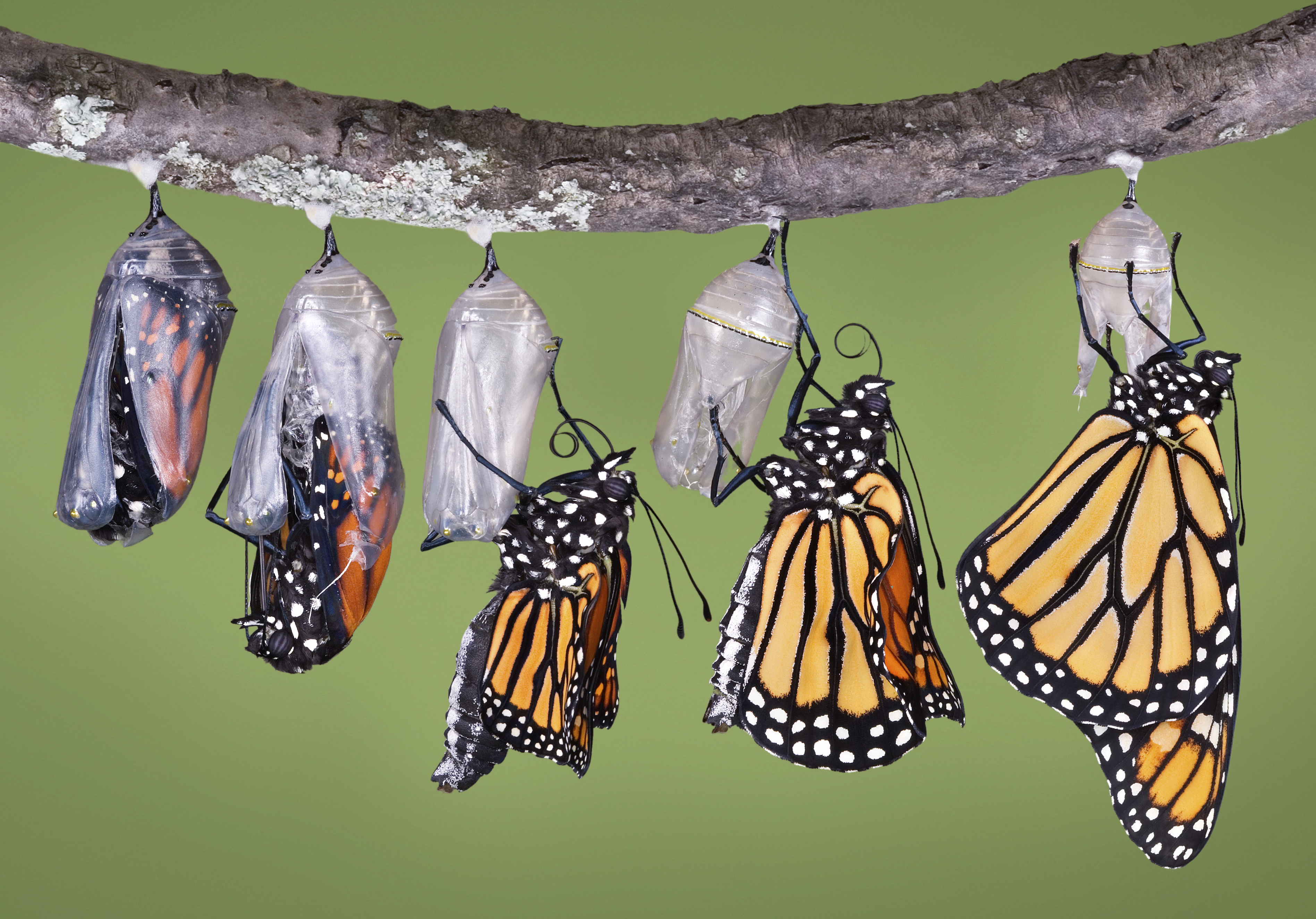 Группа насекомые бабочка. Кокон бабочки павлиний глаз. Гусеница бабочки Данаида Монарх. Данаида Монарх куколка. Кокон бабочки Монарх.
