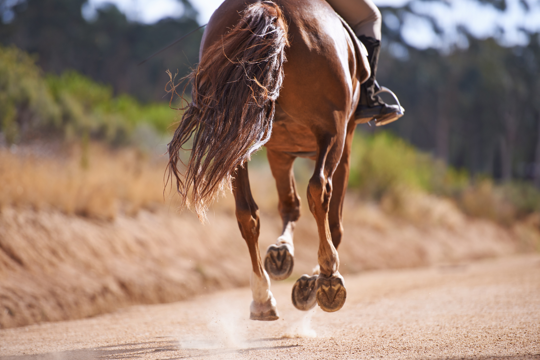 Quit Horsing Around! Get Out of the Classroom and Into the Field (Literally)
