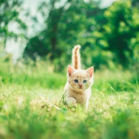 kitten running through grass
