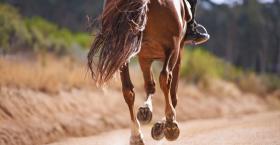 Quit Horsing Around! Get Out of the Classroom and Into the Field (Literally)